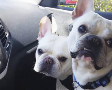 When Their Owner Says These Two Words, French Bulldogs Go Crazy