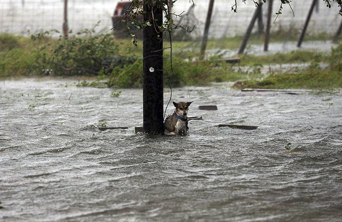 dogs tied up in the flood