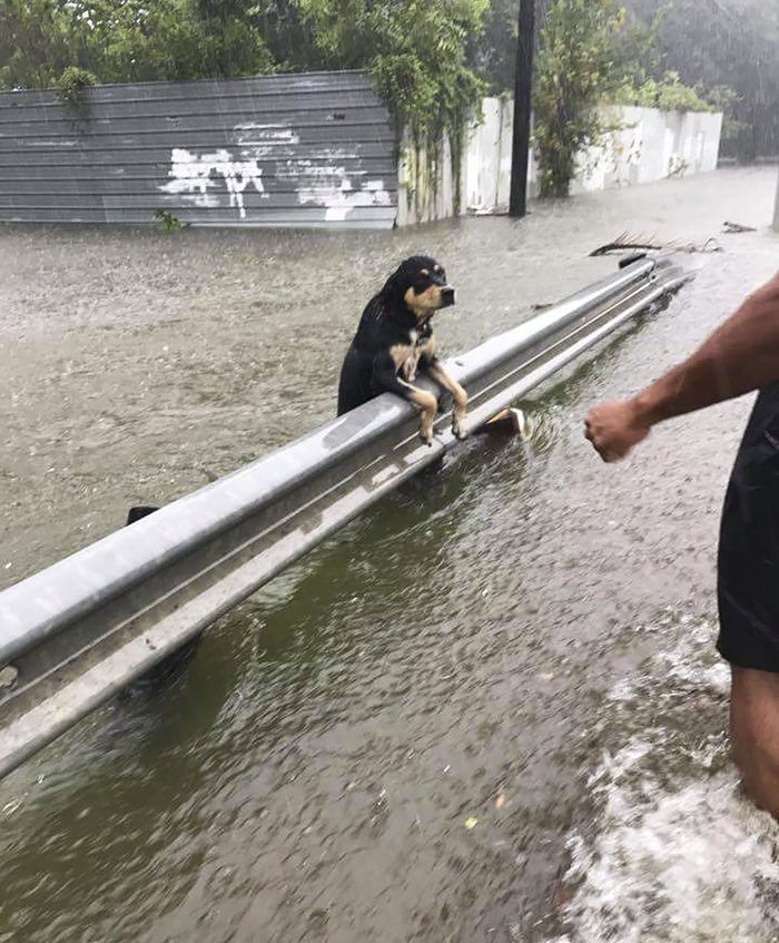 dogs tied up in the flood