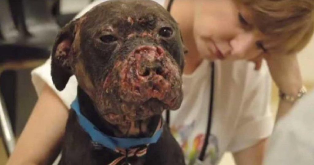 face of dog fighting
