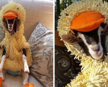 Rescue Goat Who Suffers From Anxiety Calms Down Only When She Wears Her Duck Costume