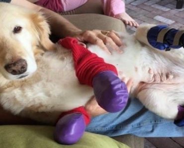 After She Lost Her Paws Because Of Dog Meat Trade, Golden Retriever Gets New Life