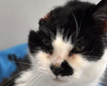 Disfigured Cat Looking For Her Forever Home