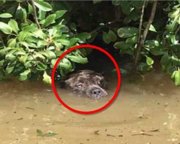 Dog Barely Surviving In Eight Foot Floodwaters When A Hero Arrives