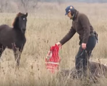 Wild Horse Expresses His Gratitude By Giving His Rescuer Kisses