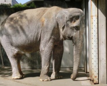 The Truth Behind The Living Conditions Of Japan’s Oldest Elephant Sparks International Outrage