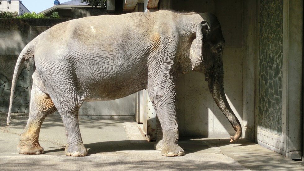 japan oldest elephant