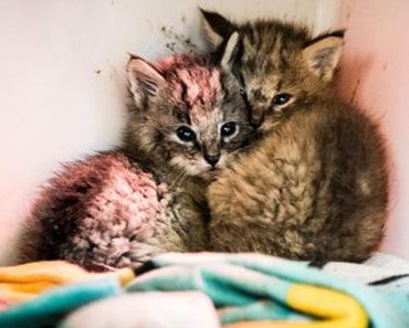 After A Young Man Found Two Kittens On A Dirt Road, He Rescued And Provided Them With A New Chance At Life
