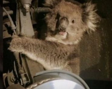 Koala Stuck in Car’s Wheel Arch Rescued After Driver Heard Her Cries