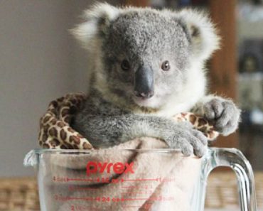 Little Koala Makes A Huge Sacrifice In Order To Save Her Foster Brother