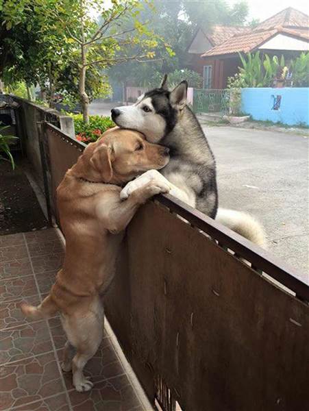 labrador husky friendship