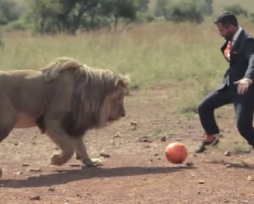 Lion Sanctuary Owner Loves To Play Football With The Pack