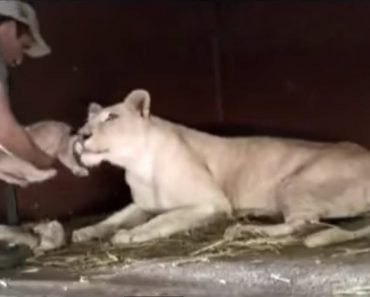 Watch How Lioness Reacts When This Man Touches Her Cubs