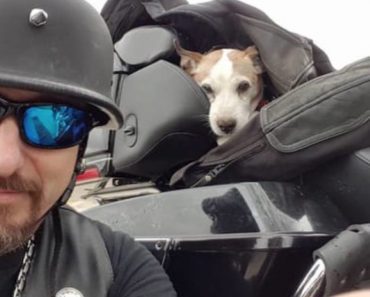 Motorcyclist Immediately Pulls Over When He Sees Someone Beating Dog On Side Of Road…