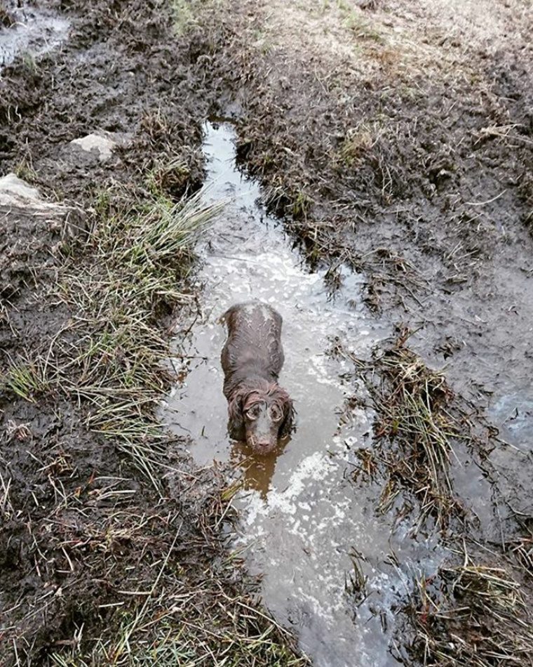 muddy dog