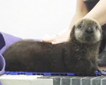 Baby Otter Is Enjoying A Good Grooming, When He Realizes He Is Being Watched…
