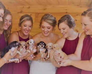 Woman Replaces Bouquets at Wedding With Rescue Puppies: ‘They Were a Huge Hit’