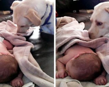 Very Responsible Dog Covers Up His Sleeping Baby Sibling With A Blanket