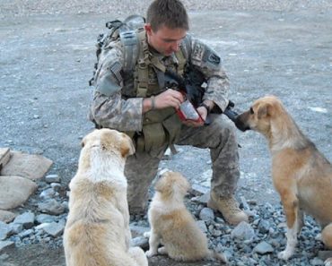 A Soldier Found 3 Stray Dogs In Afghanistan. Then A Bomb Went Off And Changed Their Lives Forever…