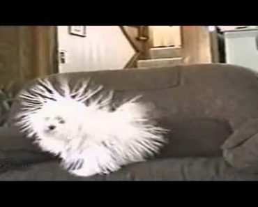 Little Dog Has The Most Hilarious Case Of Static Cling