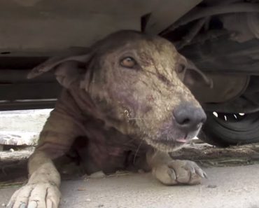 They Rescue Street Dog With Mange From Underneath Car, Are Surprised By Her Demeanor…