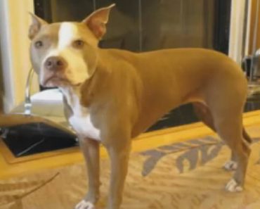 Pit Bull Performs Some Of The Most Incredible Tricks