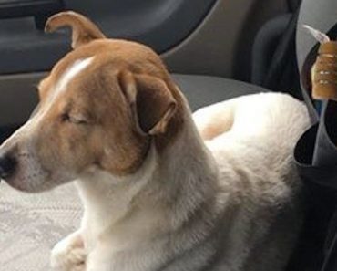 Trucker Stops After Seeing Abandoned Dog On Freeway, Then Discovers He’s Not Alone…