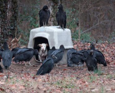 Vultures Arrive And Threaten A Chained Up Puppy