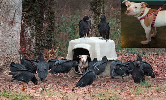 vultures threaten dog