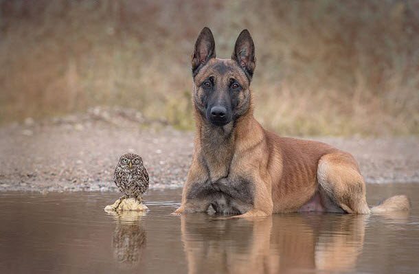 Adorable owl and dog are best friends