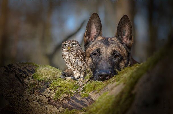 Adorable owl and dog are best friends