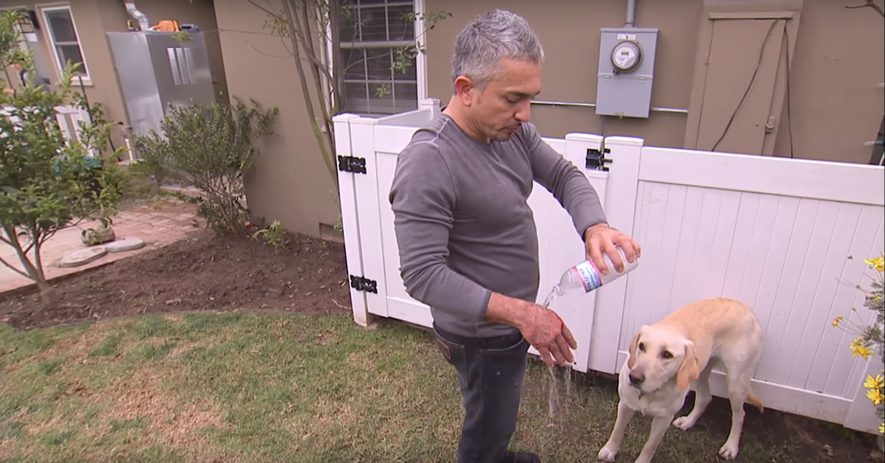 The Dog Whisperer Gets Bitten By A Dog On His Show