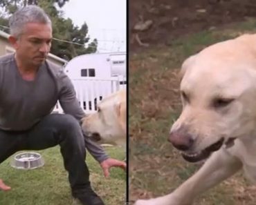 The Dog Whisperer Gets Bitten By A Dog On His Show