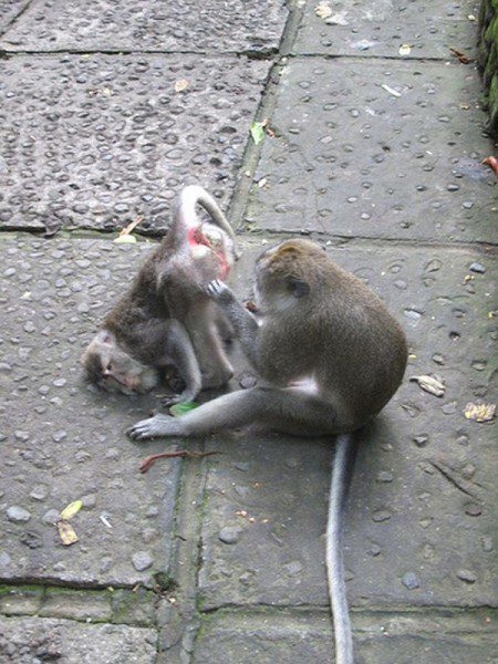 Funny monkey flea picking