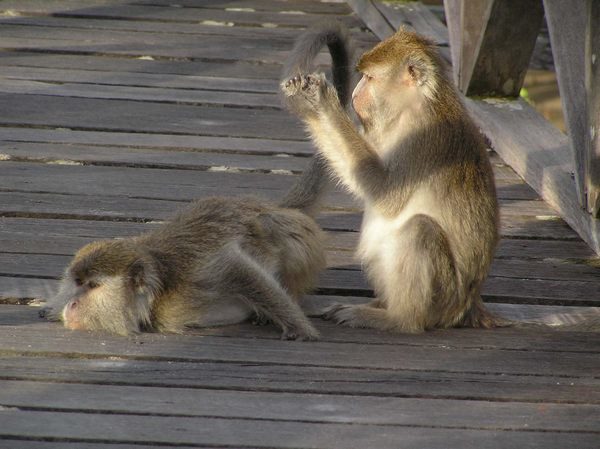 funny monkey flea picking