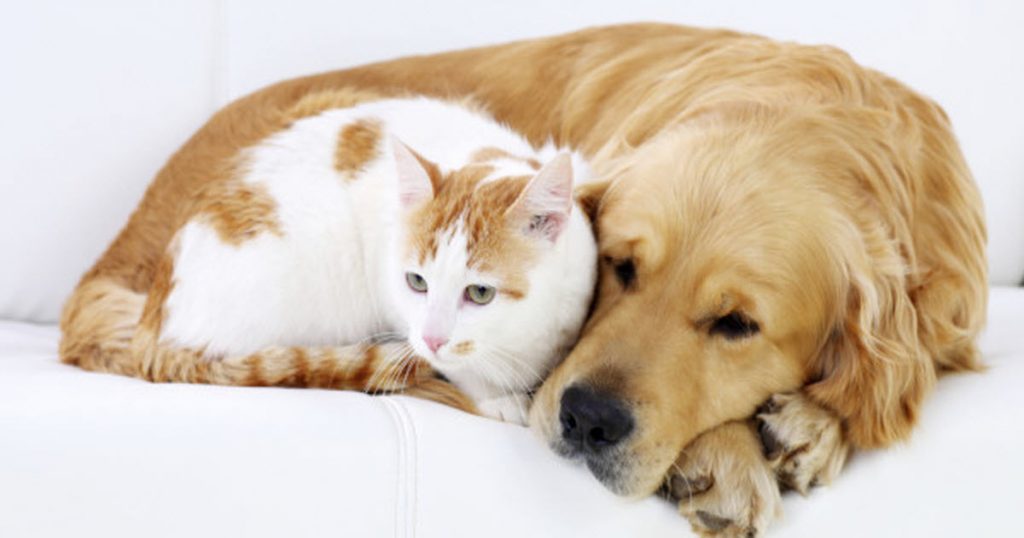 When emergency pet hospital may help
