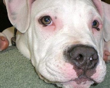 Extra Special Deaf Pit Bull Becomes Puppy Breed Ambassador