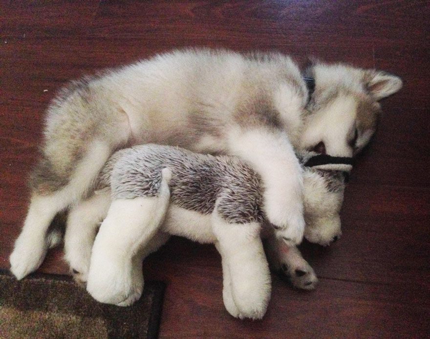 dog and stuffed animal
