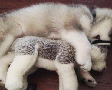 Dog Destroys Every Stuffed Animal Except This One