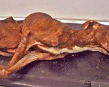 Pit Bull Found On The Brink Of Death Has An Unbelievable Transformation