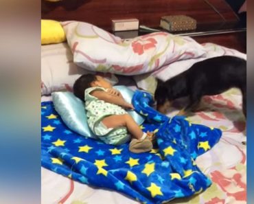 Mom Is Surprised When The Family Dog Covers Their Baby With Blanket For Nap Time