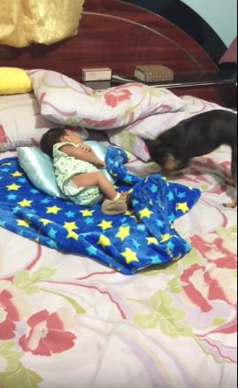 dog covers baby with blanket