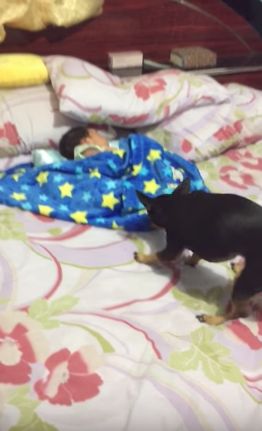 dog covers baby with blanket