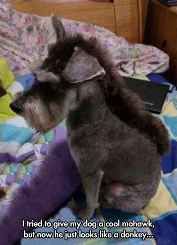 dog haircuts 