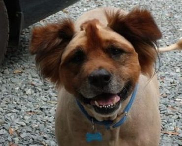 15 Dogs Who Would Like To Have A Word With Their Owners About A Haircut