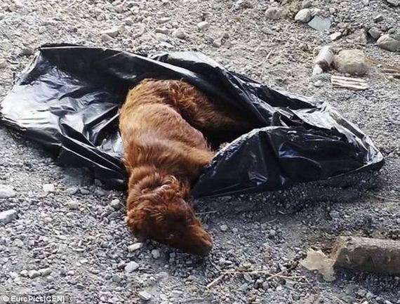 dog in garbage bag 