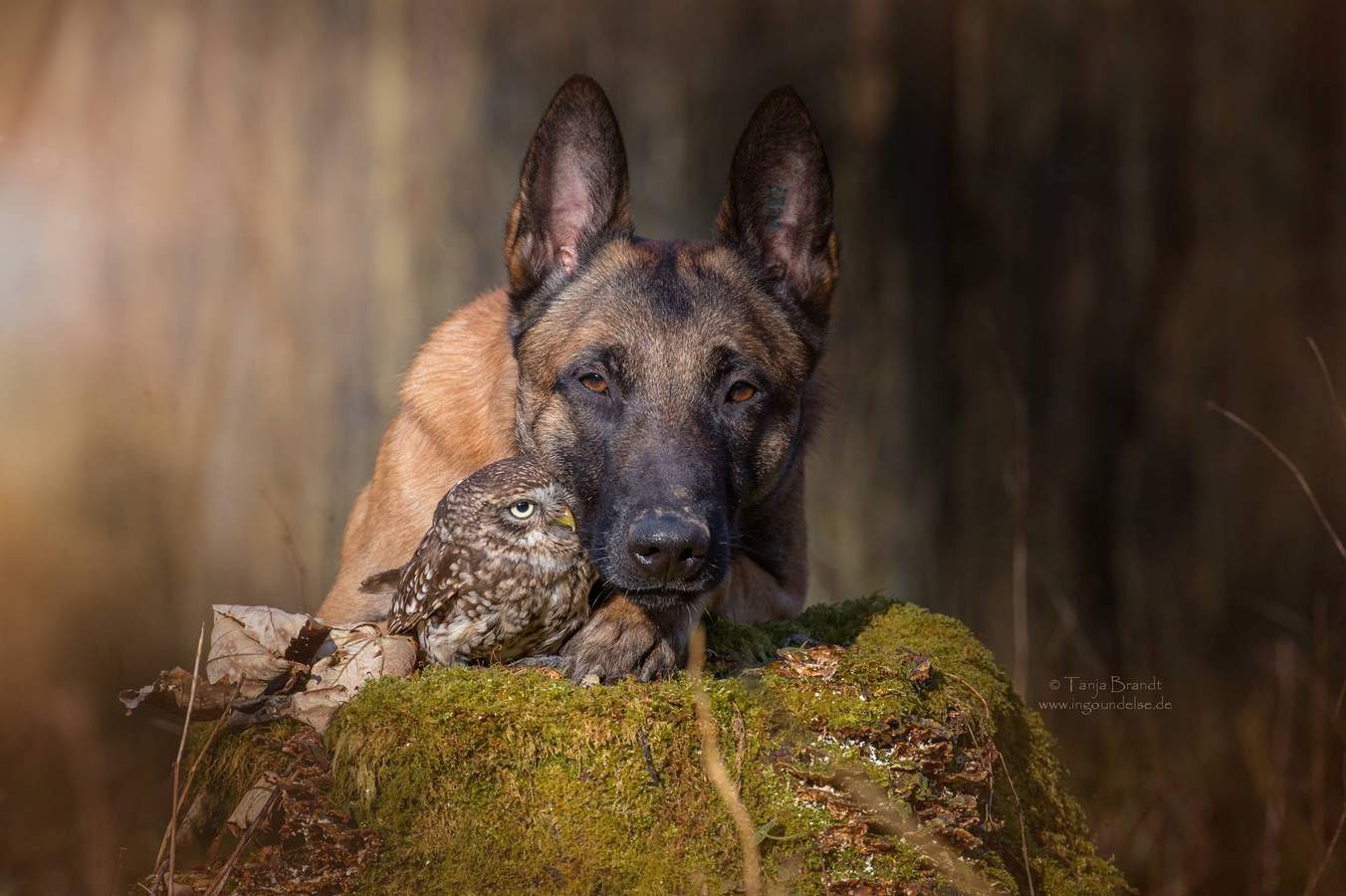 dog owl friendship