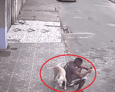 Dog Mistakes Man For Fire Hydrant