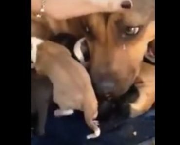 Mama Dog Sheds Tears As She’s Reunited With Rescued Pups