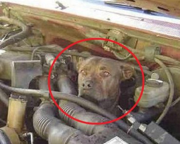 Pit Bull Gets Stuck In Engine Of Truck